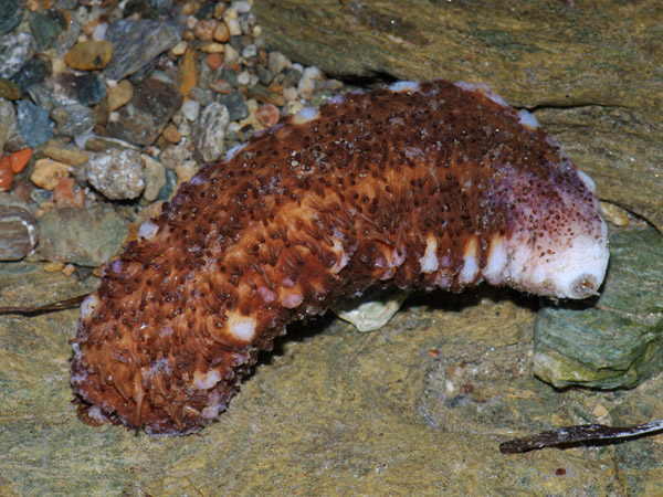 Holothuria sp.